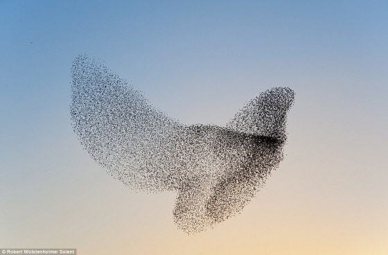 flock-of-birds-3